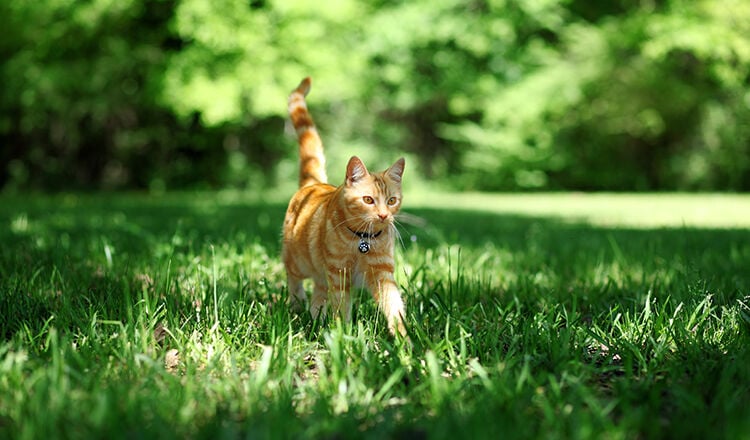 Pretty orange tabby cat walking through grass outside
